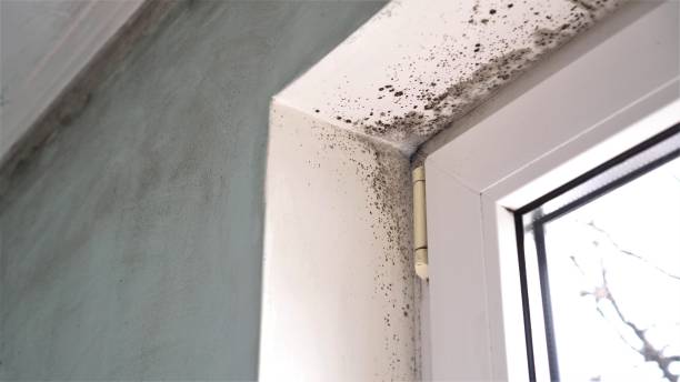 Best Preventive Mold Services in Meridian Village, CO