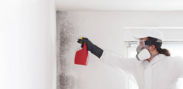 Best Localized Mold Remediation (e.g., coastal areas, humid climates) in Meridian Village, CO