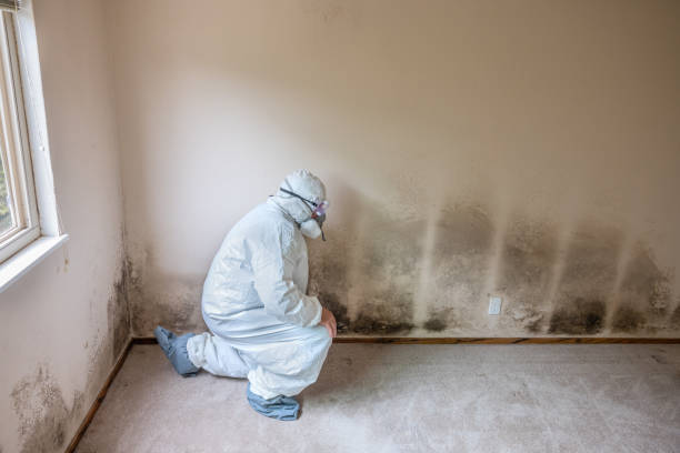 Best White Mold Remediation in Meridian Village, CO
