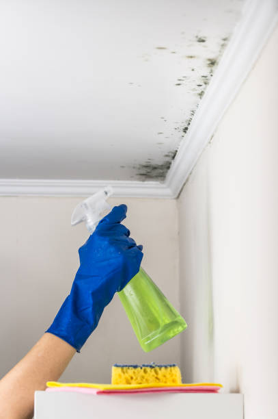 Best Residential Mold Remediation in Meridian Village, CO